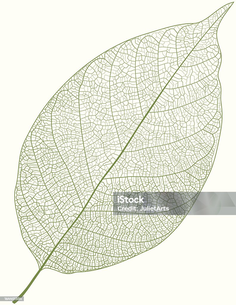 Green Leaf - 免版稅葉脈圖庫向量圖形