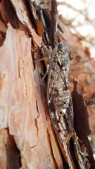 Cicada on the bark of a tree