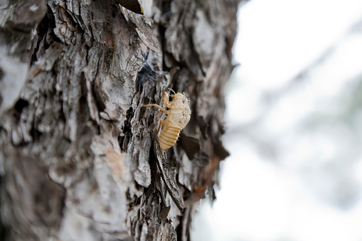 Close up dry and old cicada shell attached to a tree cortex.