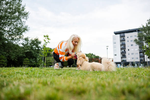 pet sitter cuidando de cães. ela está brincando com cachorro ao ar livre - puppy dog toy outdoors - fotografias e filmes do acervo