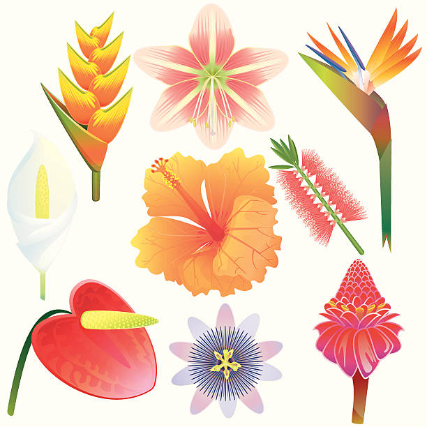 экзотические тропические цветы collection - torch ginger stock illustrations