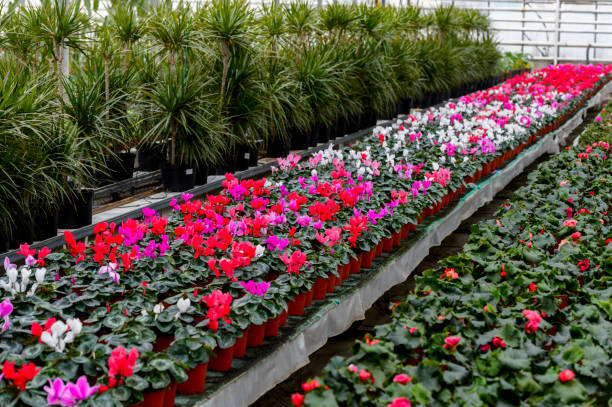 istock Cyclamen in pots in a greenhouse 1644031650