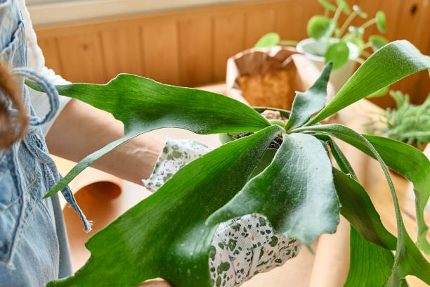 Woman repotting Staghorn fern (Platycerium bifurcatum), taking care of plants and home flowers. Home gardening. Woman repotting Staghorn fern (Platycerium bifurcatum), taking care of plants and home flowers. Home gardening. platycerium bifurcatum stock pictures, royalty-free photos & images