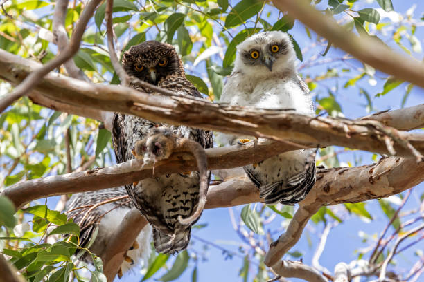 オーストラリアの強力なフクロウとフクロウ - powerful owl ストックフォトと画像