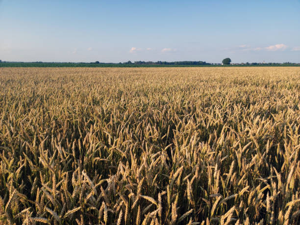 istock ripe golden wheat field in sunlight 1644041422