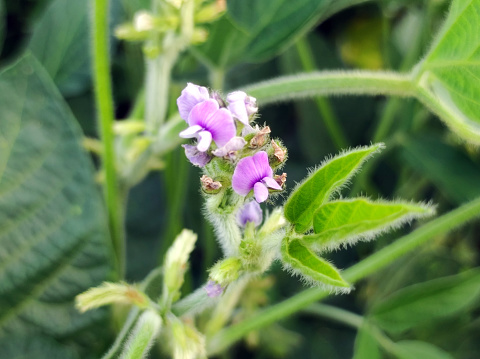 green soya bean plant with small purple blooming flowers