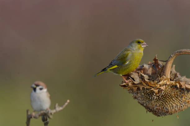 istock Greenfinch on sunflowers and tree sparrow in the background 1644043649
