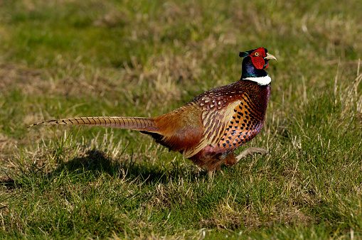 Male pheasant running
