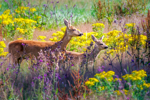 istock Roe deer in the colorful layers of flowers 1644044721