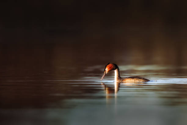 Great Crested Grebe They have elaborated display of affection, image is taken in  early morning light. great crested grebe stock pictures, royalty-free photos & images