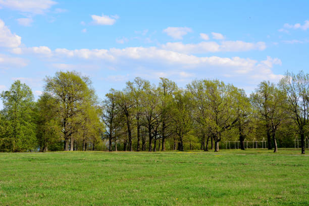 istock forest with oak trees, empty green lawn and blue sky on background copy space 1644056243