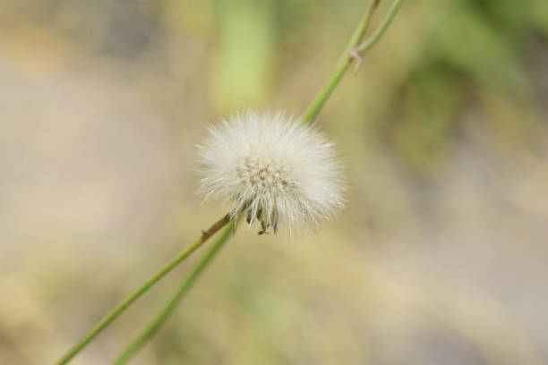 Close-up detailed photo of a plant