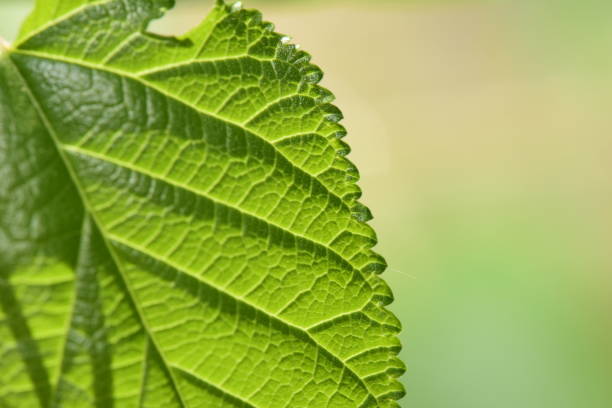 istock Photo of a leaf 1644067221