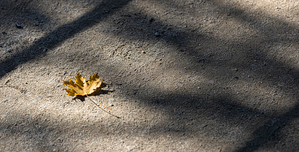 One maple yellow leaf on asphalt road in sunlight with shadows. Creative autumn background for holidays. Top view. Selective focus. Copy space.