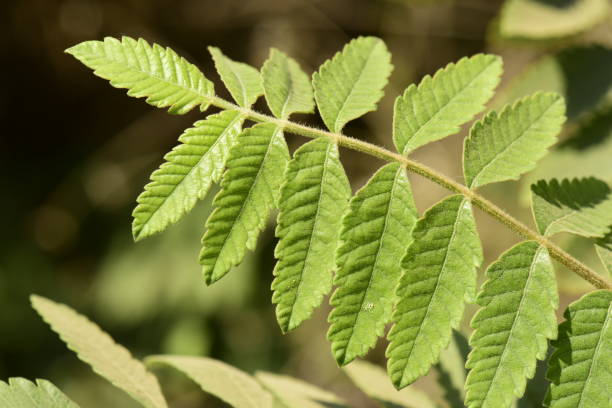 istock Photo of a leaf 1644069943