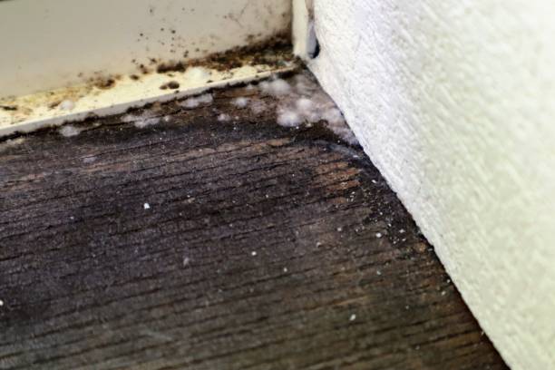 istock Mold growing in Japanese houses 1644073182