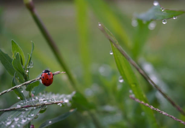 istock Close-up of a red ladybug among the grass with dew drops 1644075912