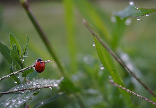 Close-up of a red ladybug among the grass with dew drops