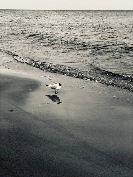 istock Gull at the beach baltic sea black and white 1644079130