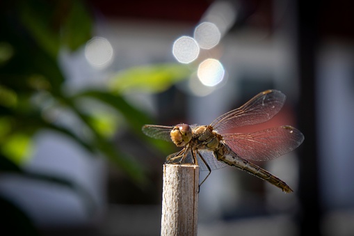 A vibrant dragonfly perched atop a wooden stick in an outdoor setting