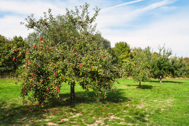 istock Orchard in the Taunus/Germany 1644094232