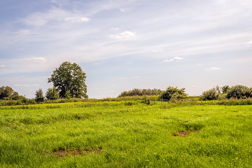 Grassland in a nature reserve in a Dutch polder in the province of North Brabant. In the background are trees and an iron gate. It is a slightly cloudy day in the summer season.