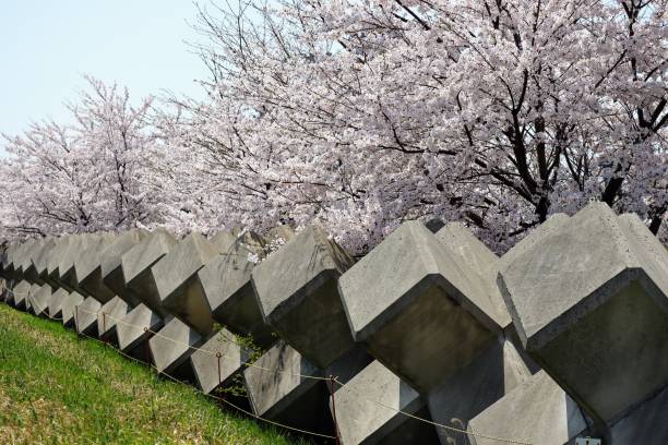Scenery of cherry blossoms and tetrapods