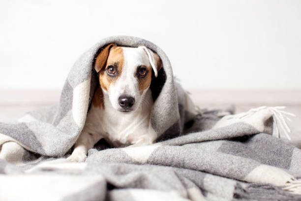 istock Dog under gray plaid at home looking at camera 1644107014