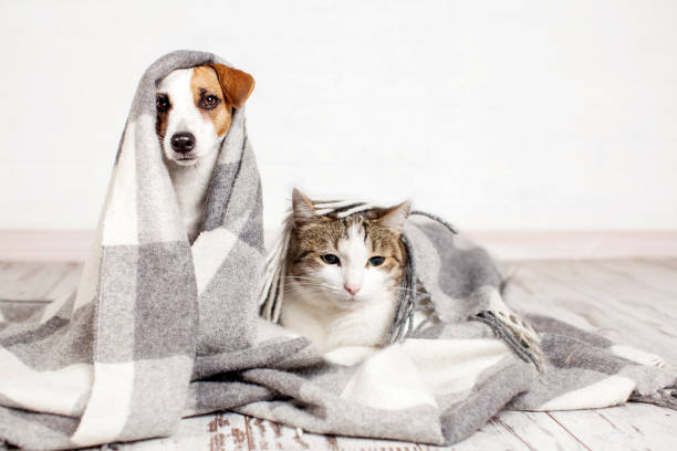istock Jack russell terrier Dog under gray plaid at home 1644107017