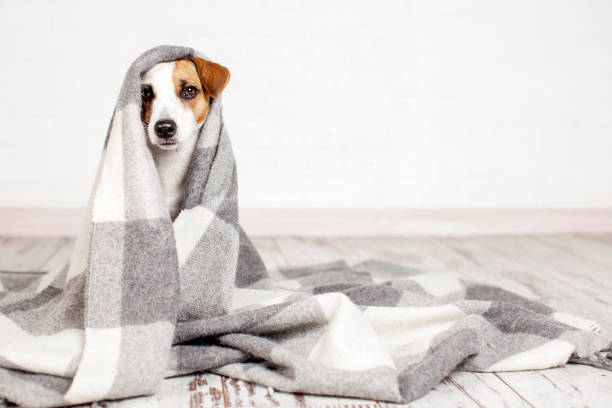 istock Jack russell terrier Dog under gray plaid at home 1644107025