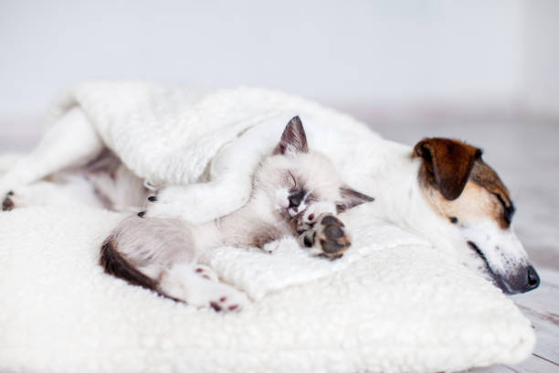 istock Dog and cat sleeping together 1644107609