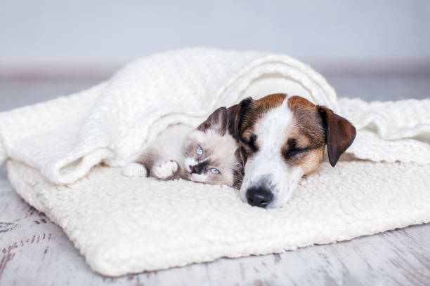 istock Dog and cat sleeping together 1644111303
