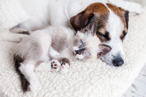 Dog and cat sleep together. Dog and small kitten on white blanket at home Pets friendship
