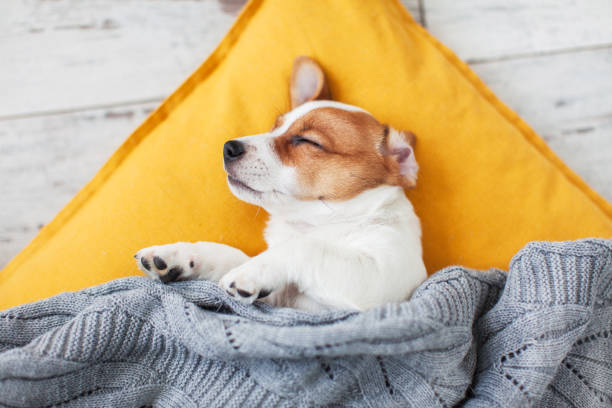 istock Puppy on yellow pillow at home 1644112966
