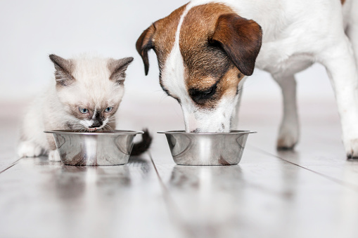 Dog and cat eating food from dish