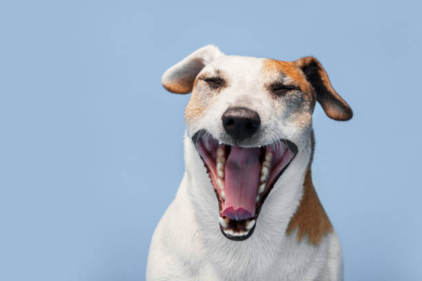 istock Dog yawns at blue background 1644112973