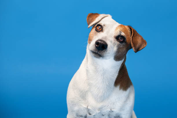 istock Portrait of a dog on a blue background 1644112985