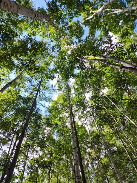 istock Tall birch trees in the Japan forest under blue sky, bottom perspective view 1644115773