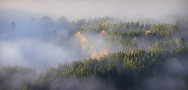 istock Morning fog, over the fall forest 1644115781