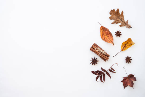 istock Autumn flat lay background on white. 1644118651