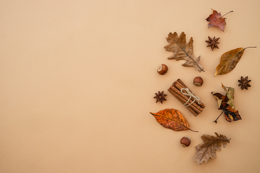 Close up of colorful autumn leaves with cones and chestnuts on white, blank space background