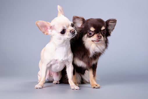 Two Chihuahua dogs on a gray background close-up, the concept of love and friendship