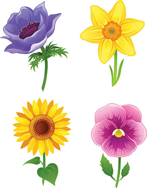 Beautiful flowers set three vector art illustration