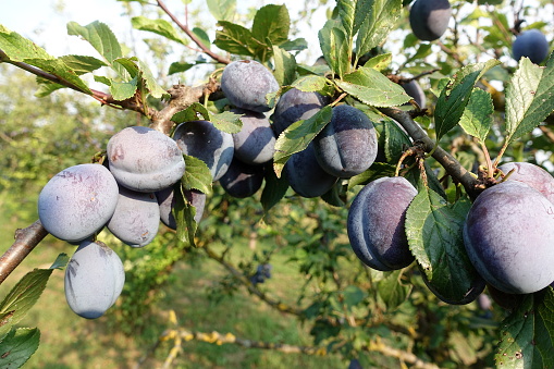 ripe tasty plums on a branch, Germany