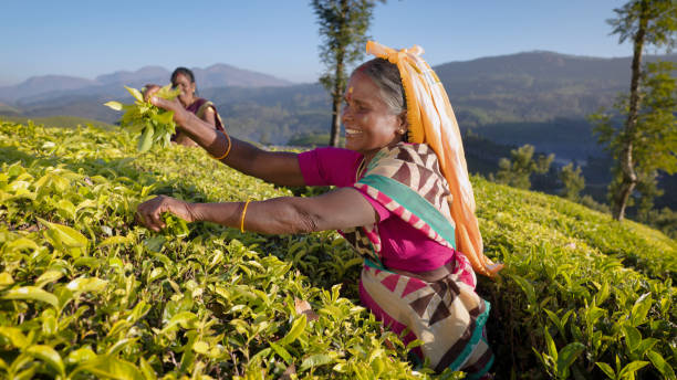 tamil pickers collecting tea leaves on plantation, southern india - tea crop picking indian culture tea leaves imagens e fotografias de stock