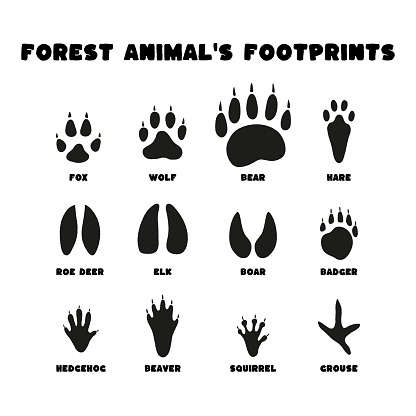 Set isolated black silhouettes of forest animals footprints on white background in flat vector style. Fox, bear, wolf, elk, badger, hare, squirell, beaver, roe deer, boar, hedgehog, grouse