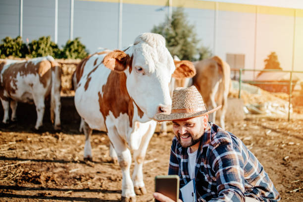 istock Farm owner at his cow farm 1644172131