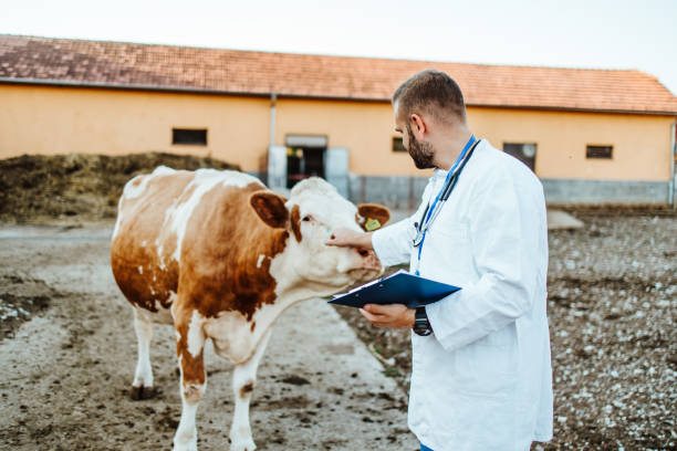 istock Veterinarian working at cow farm 1644174843