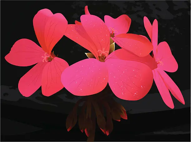 Vector illustration of Fuchsia flowers