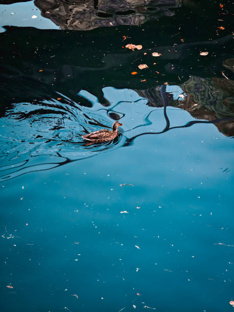Wild duck on the Matka dam lake